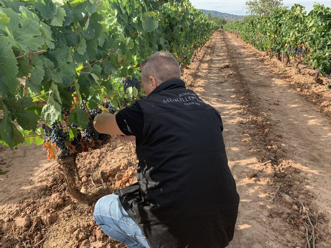 2026 grape harvest